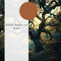 Forest Noises for Sleep - Natural Forest FX