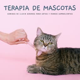 Terapia De Mascotas: Sonidos De Lluvia Serenos Para Gatos Y Perros Somnolientos - Ruidos de la Selva