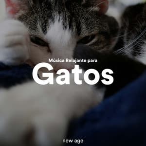 Música Relajante para Gatos - Musica Romantica