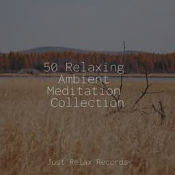 50 Relaxing Ambient Meditation Collection - Relaxation