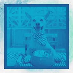 Music for Doggy Wellness - Glockenspiel Music - Dog Music Experience