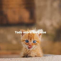 Todo sobre los gatos - Soft Jazz Romance