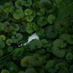 Yuxu və istirahət - Sleeping Music