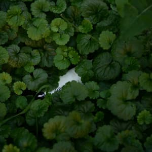 Yuxu və istirahət - Sleeping Music