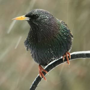 Mindful Pet Voyage: Theta Waves, Rain - Active Baby Music Workshop