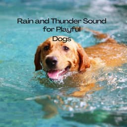 Rain and Thunder Sound for Playful Dogs - Water sound bank