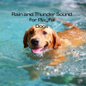 Rain and Thunder Sound for Playful Dogs - Water sound bank