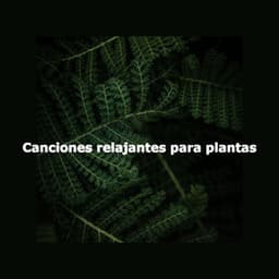Canciones relajantes para plantas - Sunday Morning Music