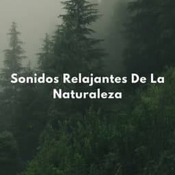 Sonidos Relajantes De La Naturaleza - Naturaleza Ruido