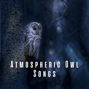 Atmospheric Owl Songs - Singing Bowls