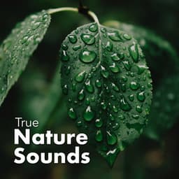 True Nature Sounds - Sounds of Nature Relaxation