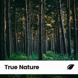 True Nature - Rain Sounds Nature Collection