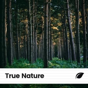 True Nature - Rain Sounds Nature Collection