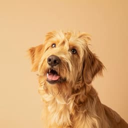 Amigos Peludos: Música Ambiental - Perros y gatos felices