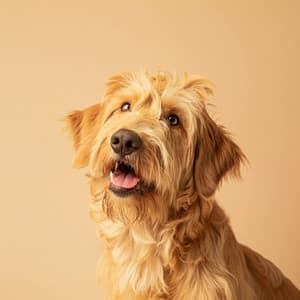 Amigos Peludos: Música Ambiental - Perros y gatos felices