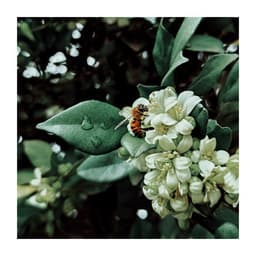 Better to Study Together - Classical For Study