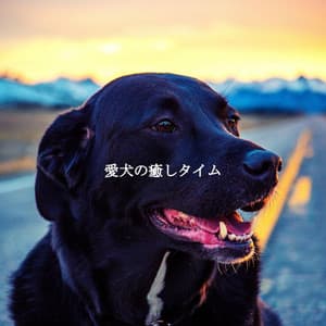 愛犬の癒しタイム - Entspannte Jazz Musik