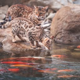 Music for Stress Relief: Flowing River's Cat Recitative - In The River (Sound FX)