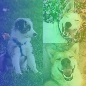 Dream Like Background for Calming Your Dogs - Dog Jazz Sounds