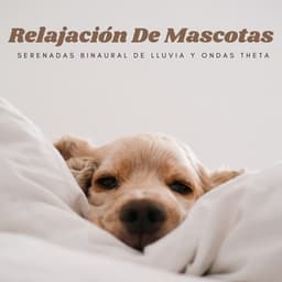 Relajación De Mascotas: Serenadas Binaural De Lluvia Y Ondas Theta - Contacto Binaural