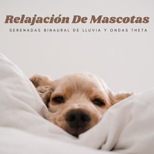 Relajación De Mascotas: Serenadas Binaural De Lluvia Y Ondas Theta - Contacto Binaural