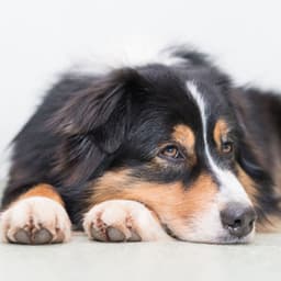 Mindful Rainy Keys: Soothing Piano Dog Serenades - Piano Music For Quiet Moments