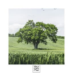 Calmful Sounds of Soft Raining and Bowls - Meditators