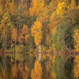 1 Ambient: Mystical Mountain - Baltic Nature Sounds