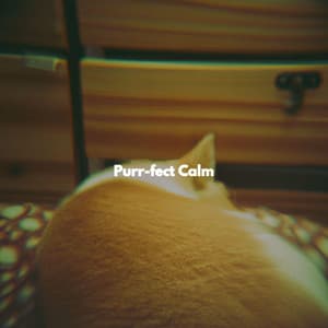 Purr-fect Calm - Abendmusik