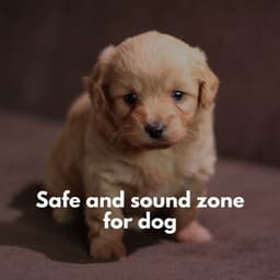 Safe and sound zone for dog - Brazilian Jazz Lounge