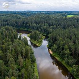 Gentle Woodland Winds - Soothing Ambient