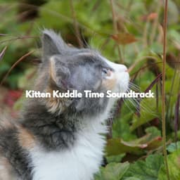 Kitten Kuddle Time Soundtrack - Calm Dinner Music