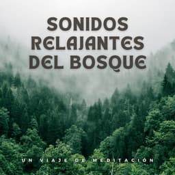 Sonidos Relajantes Del Bosque: Un Viaje De Meditación - Bosque ambiental