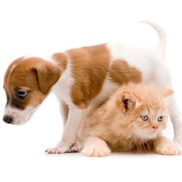 Piano Rain Drops: A Pet's Peaceful Tranquility - Mozartian Pianist