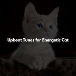 Upbeat Tunes for Energetic Cat - Dinner Music Playlists