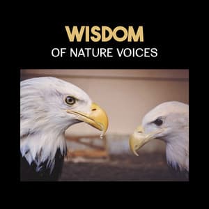 Wisdom of Nature Voices – Ultimate 50 Nature Sounds for Meditation, Relax & Concentration, Healing Mindfulness Music - Nature Music Sanctuary