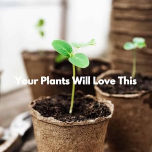 Your Plants Will Love This - Musica de Piano Clásicos