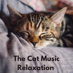 The Cat Music Relaxation - The Cat Relaxer