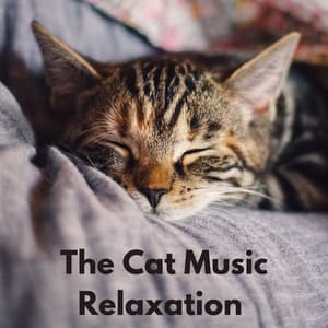 The Cat Music Relaxation - The Cat Relaxer