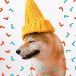 Serene Guitar Chillout - Bgm for Sleeping Dog - Dog Relax