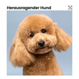 Herausragender Hund - Hundemusik