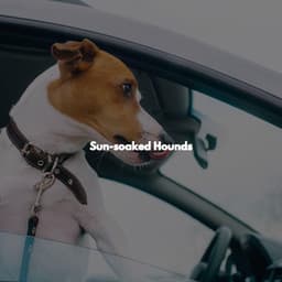 Sun-soaked Hounds - Office Music Experts