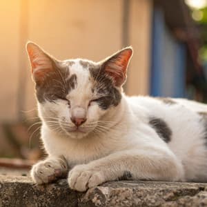 Piano Pacífico Para La Tranquilidad De Los Gatos - Jason Humphries