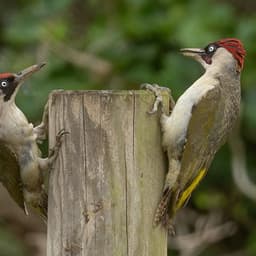 Soft Rains Will Come - Inner Peace and Mindfulness Spring Grass Music - Deep Sleep