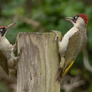 Soft Rains Will Come - Inner Peace and Mindfulness Spring Grass Music - Deep Sleep