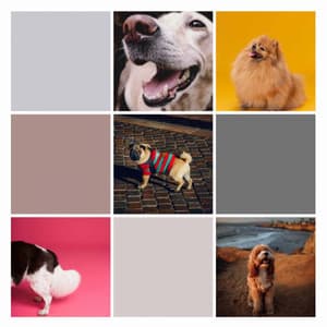 Echoes of Sweet Pups - Dog Sleep Dreams