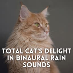 Total Cat's Delight in Binaural Rain Sounds - Binaural Beats Pure