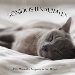 Sonidos Binaurales Para Momentos Acogedores Con Gatos - Chico binaural
