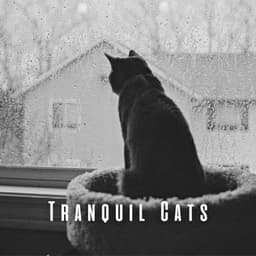 Tranquil Cats: Mellow Rainfall Rhythms with Chill Music - Raining Relaxing