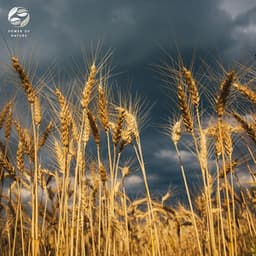 Summer Rain Soundscapes - Mystic Nature